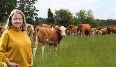 öppet mål för svenskt kött