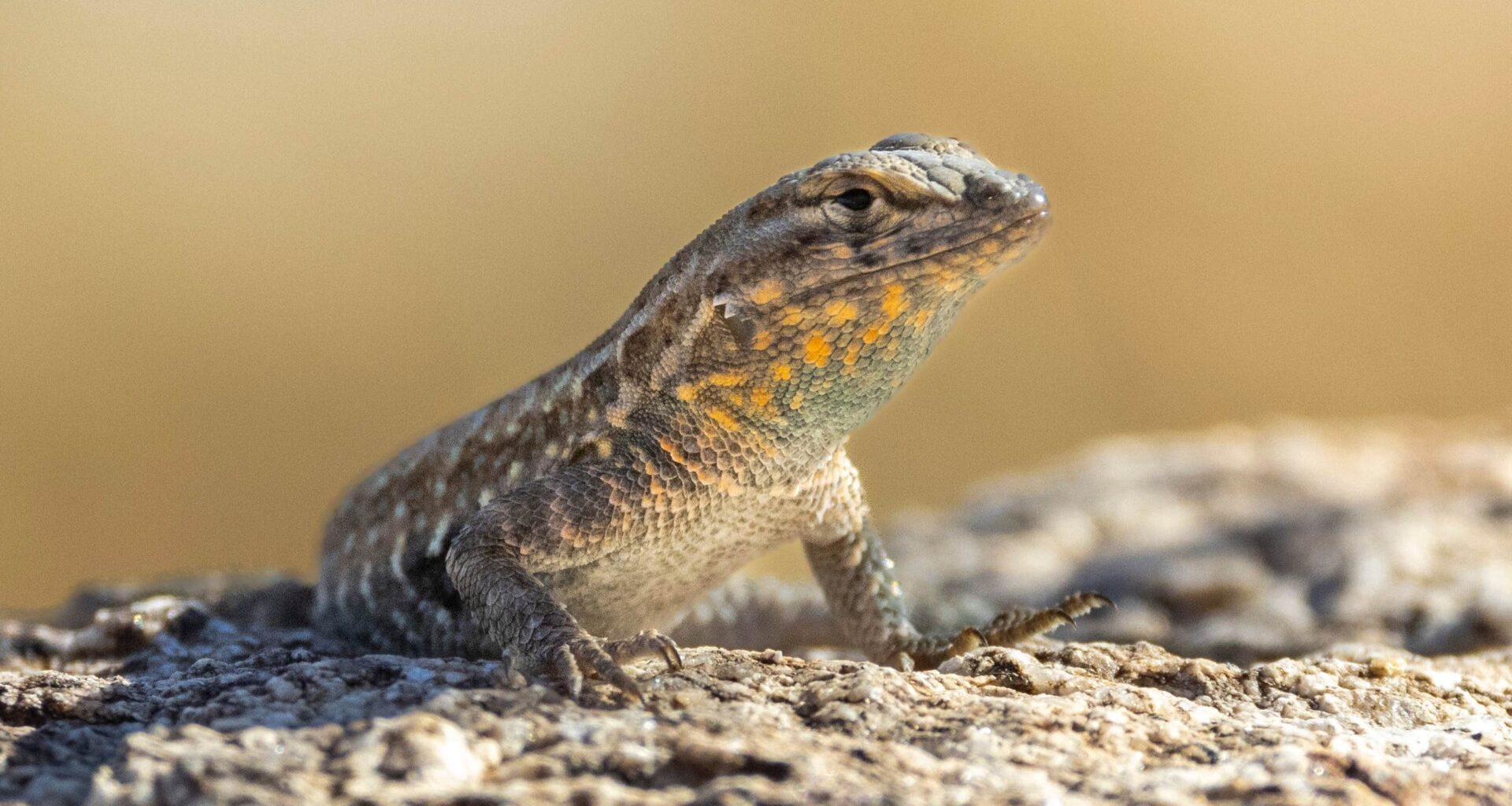 Sten sax påse hos ödlor – ny studie om parningsbeteende