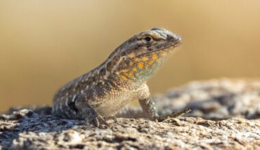 Sten sax påse hos ödlor – ny studie om parningsbeteende