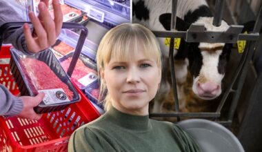 Köttfärsbristen beror på 135 procent fler regler