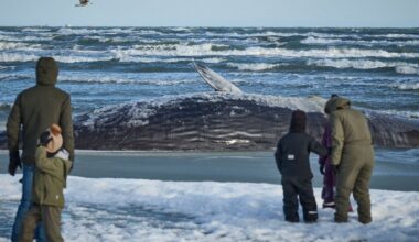 Kaskelot strandade på danska kusten – Hufvudstadsbladet