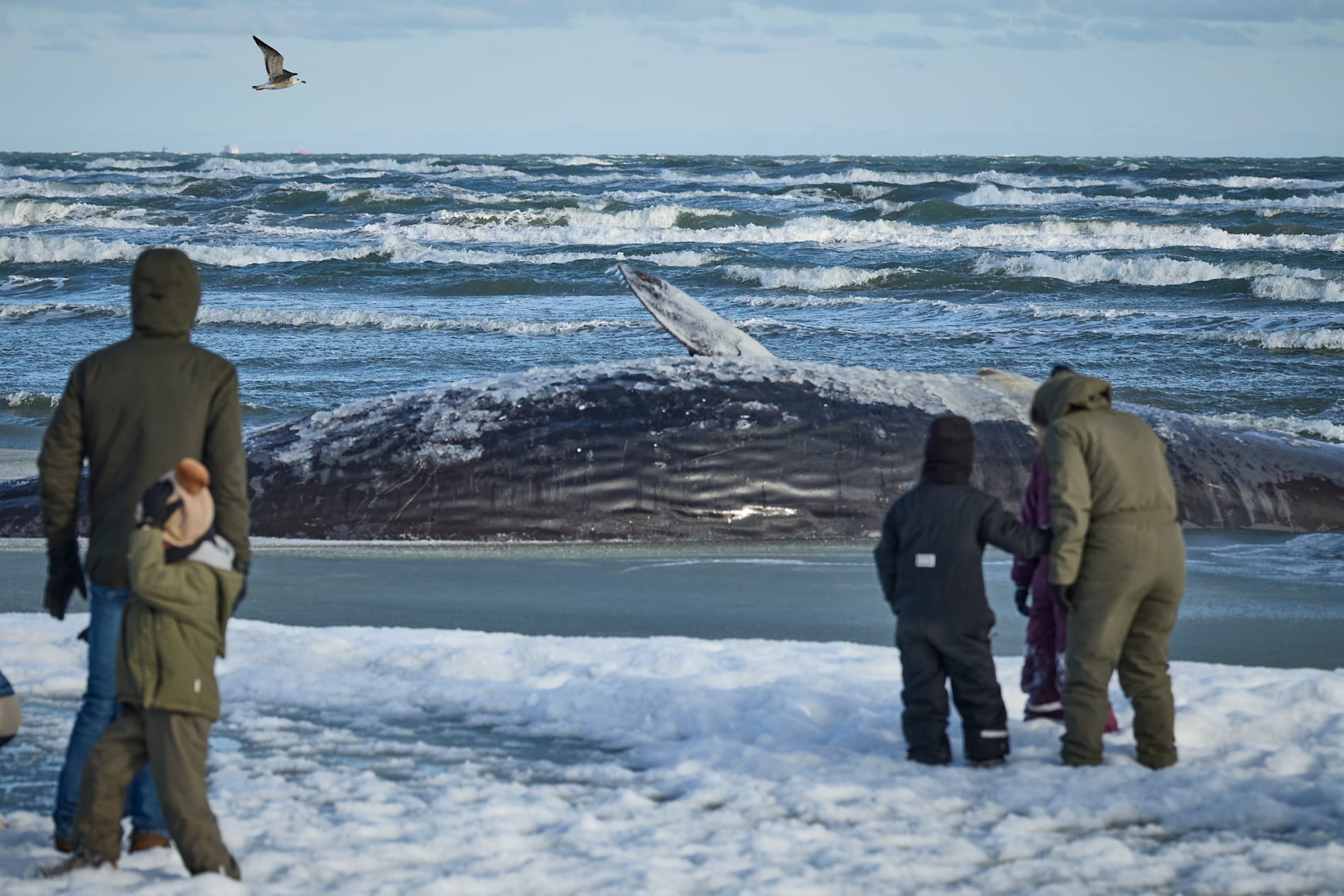 Många har sökt sig till platsen där kaskeloten strandat.
