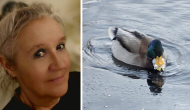 Här frös andnäbben igen: ”Blev väldigt berörd”