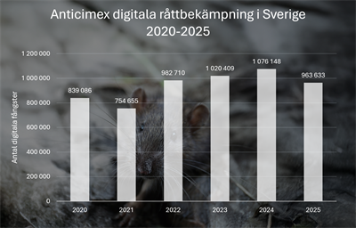 Anticimex: Färre fångade råttor 2025 – men problemen fortsatt stora