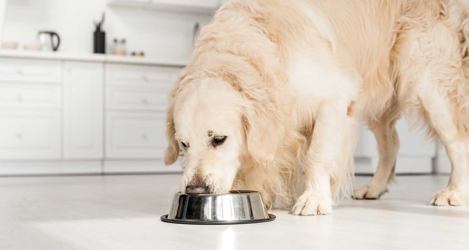 Swedencare bedöms inte behöva nytt kapital enligt Pareto