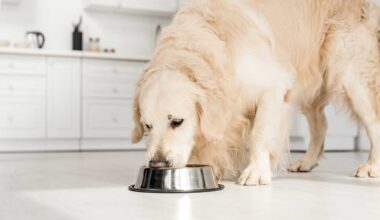 Swedencare bedöms inte behöva nytt kapital enligt Pareto