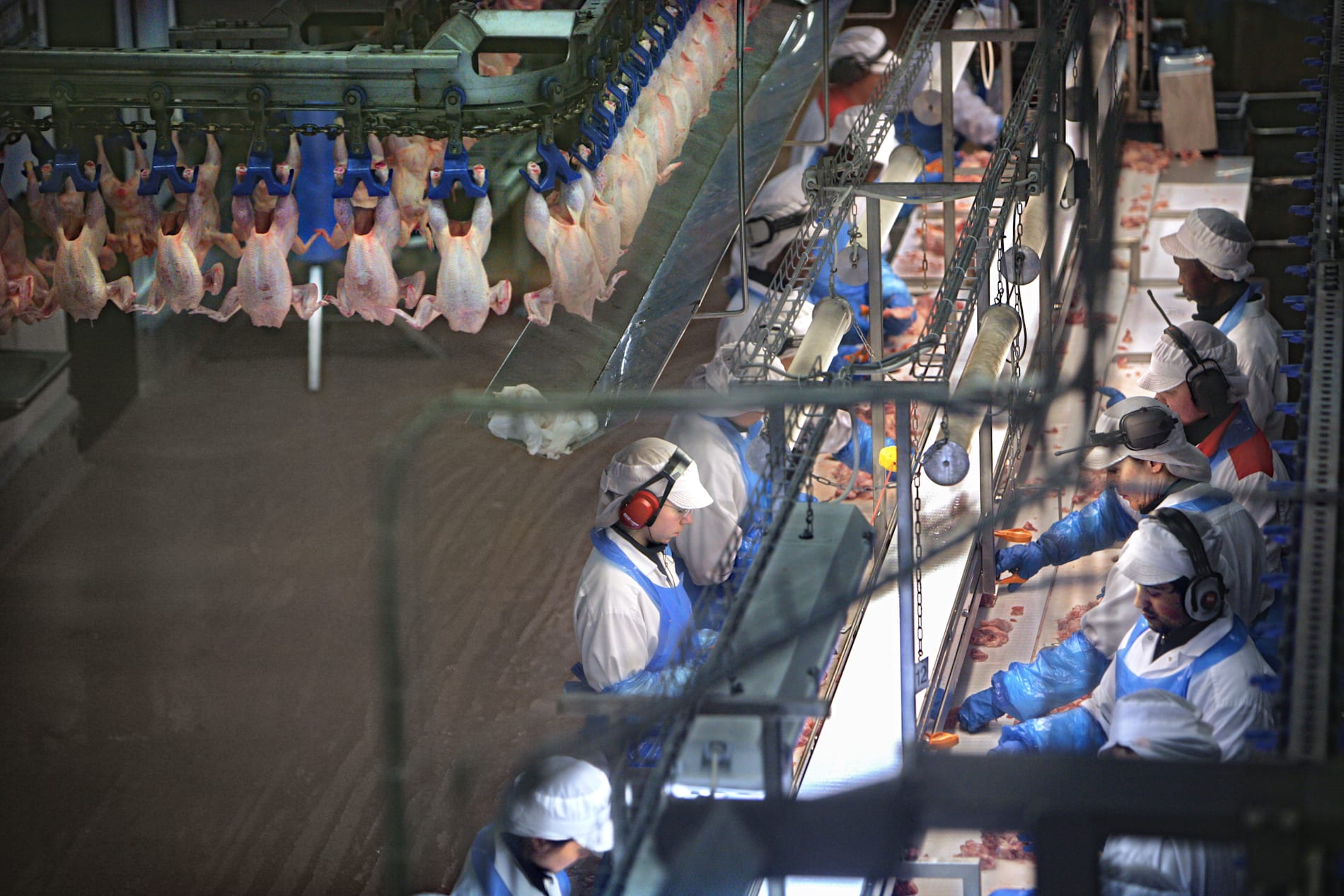 Kycklingproduktionen i Scandi Standards fabriker ökade 11 procent till 77 000 ton under fjärde kvartalet i fjol, enligt ett bokslut från bolaget. Arkivbild