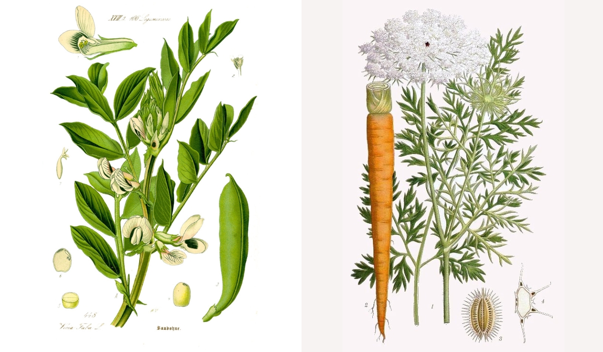Jordbruksverket: Svensk fröproduktion skulle minska sårbarheten vid kris
