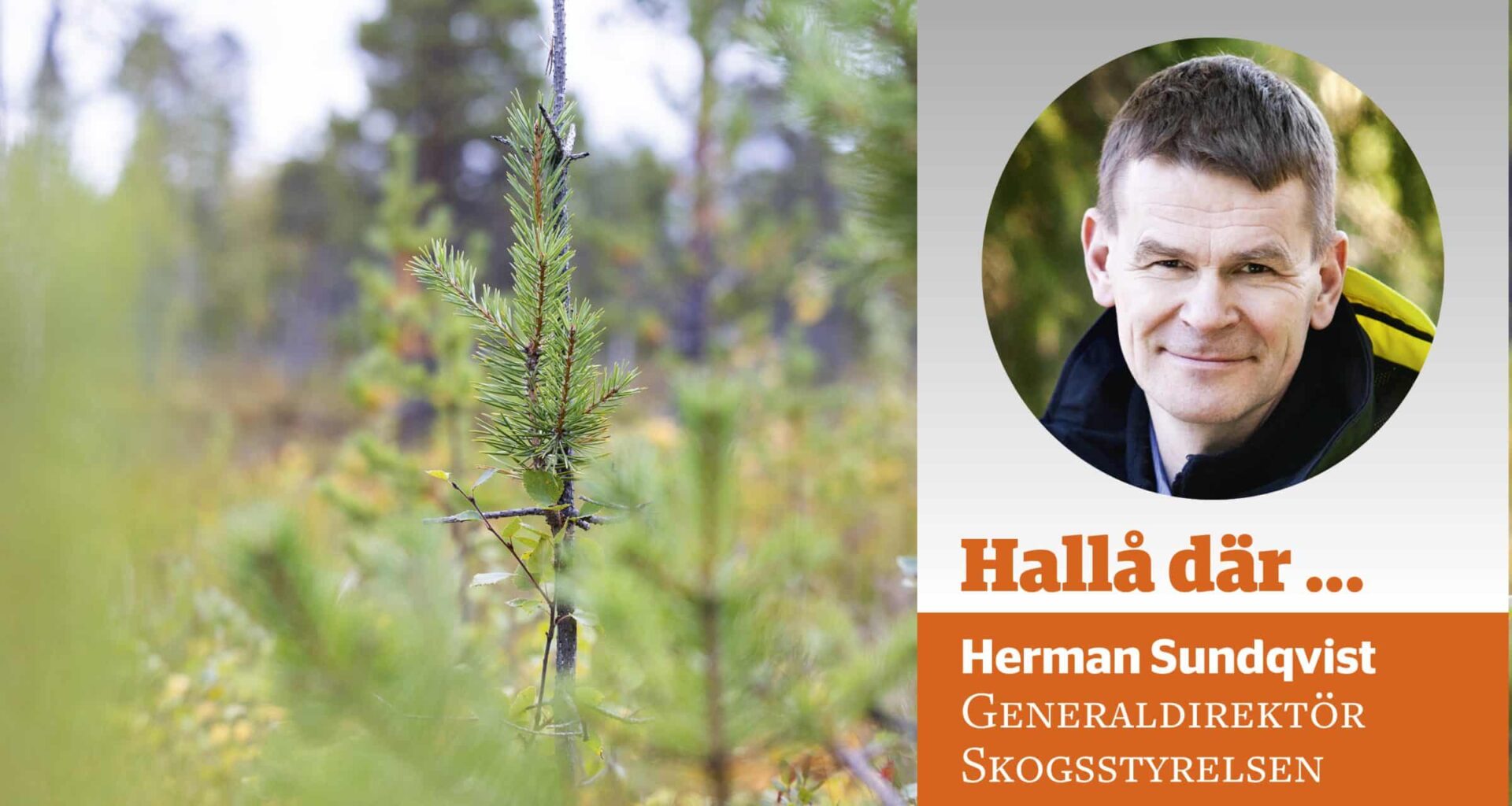 Hallå där, Herman: Varför håller Skogsstyrelsen fast vid Äbin?