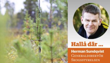 Hallå där, Herman: Varför håller Skogsstyrelsen fast vid Äbin?