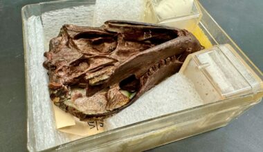 Forskare granskade 250 miljoner år gammal fossil – och gjorde de en häpnadsväckande upptäckt om en av människans viktigaste förmågor