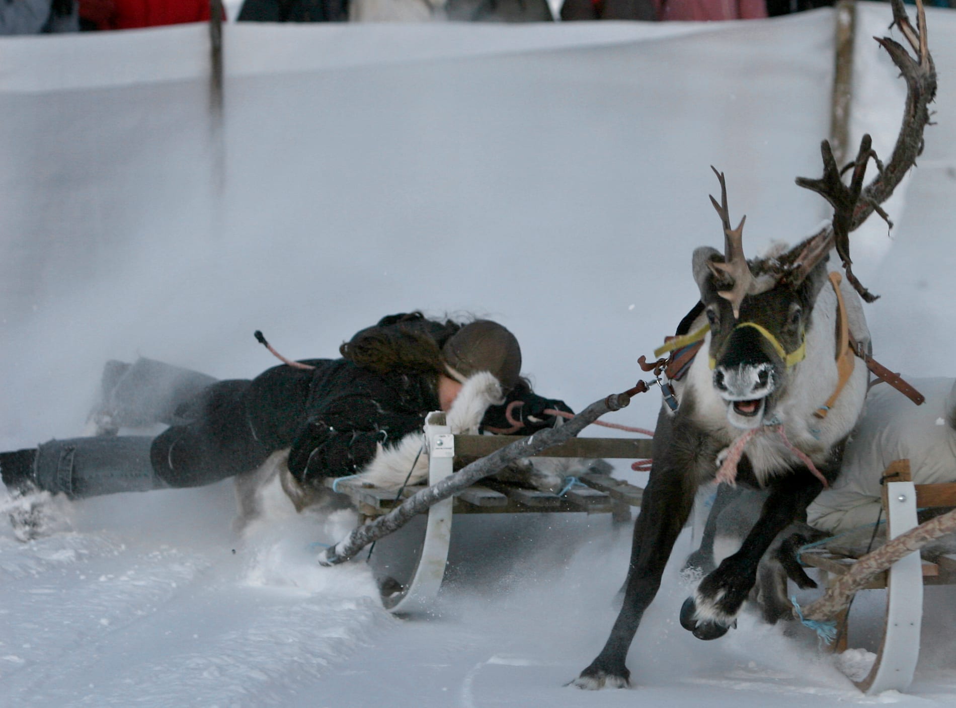 Renracet i Jokkmokk 2006.