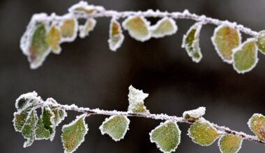 Fortsatt vinterväder i veckan – men ingen halka – Borås Tidning