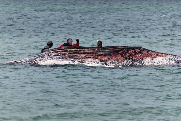 DN Direkt – Knölvalen Timmy död – strandade vid dansk ö