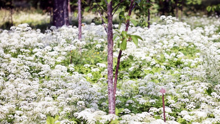 En äng med vita blommor och unga träd.