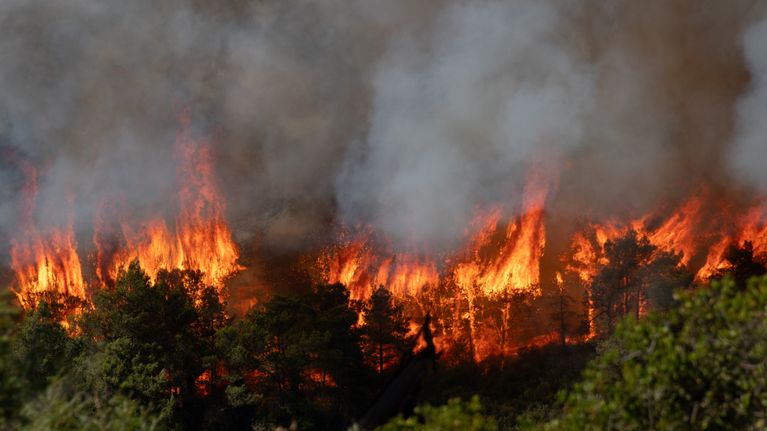En skog står i brand med höga lågor och tjock rök som stiger upp bland träden.