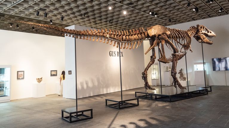 Ett skelett av Tyrannosaurus rex står monterat i en utställningssal. På väggen bakom dinosaurieskelettet står orden "Gus Rex".