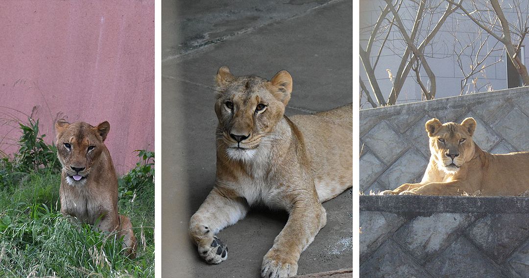 Tre lejon döda i extremhettan – zoo kämpar för att rädda djur