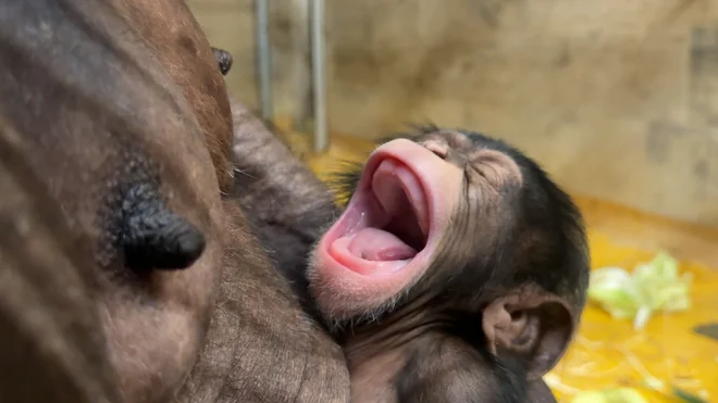 Kot so sporočili iz ZOO Ljubljana, je 27-letna šimpanzinja Neža 2. januarja letos dobila tretjega mladiča, samca Toga. FOTO: ZOO Ljubljana