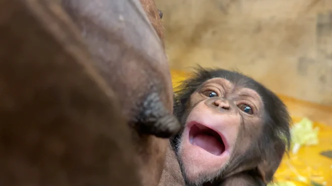 Zahodne šimpanze ogroža predvsem izguba življenjskega prostora, ki jo povzročajo razvoj gojenja oljnih palm, kavčukovca, evkaliptusa in sladkornega trsa. FOTO: ZOO Ljubljana