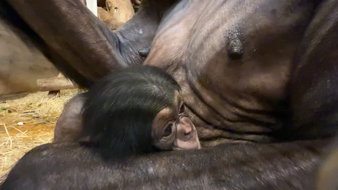 Da bi zagotovili kar se da primerne razmere za optimalen razvoj mladiča, ta v začetnih mesecih še ni predstavljen javnosti. FOTO: ZOO Ljubljana