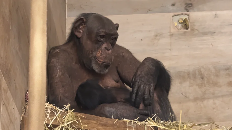 Neža ima že od prej 10-letno Leono in petletnega Taia. FOTOGRAFIJE: Arhiv ZOO Ljubljana
