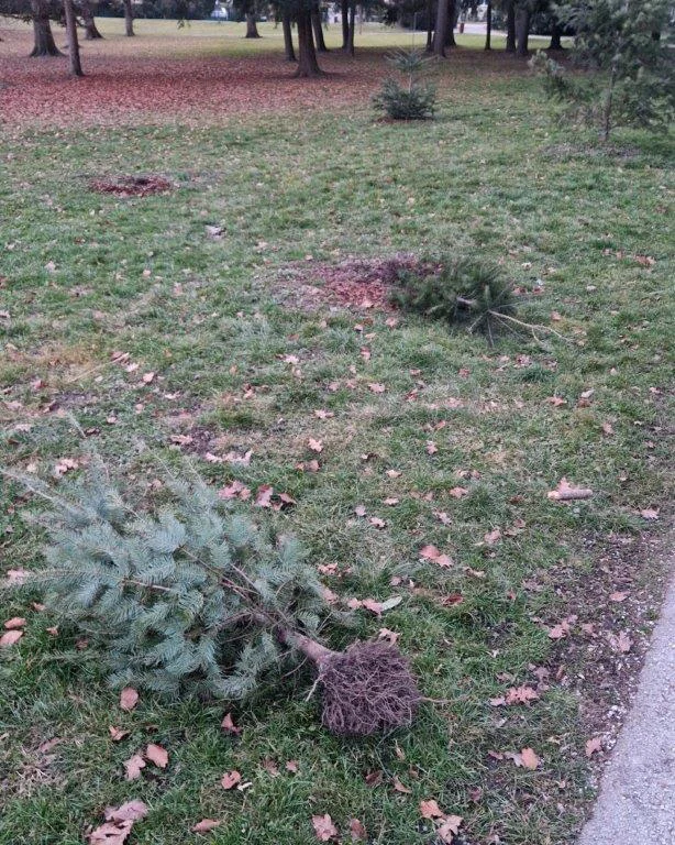 Objestneži so izruvali več mladih smrekic.