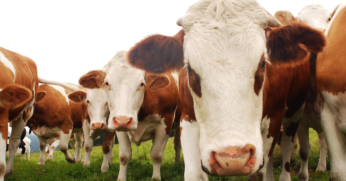 S pašnika so mu odpeljali 24 krav, inšpektorica kršila zakon