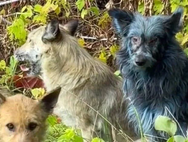 DNK divjih psov na območju Černobila je pokazal, da doživljajo hitrejše evolucijske spremembe kot živali v drugih regijah, sicer zelene žabe pa so počrnele. FOTO: Zajem zaslona /X