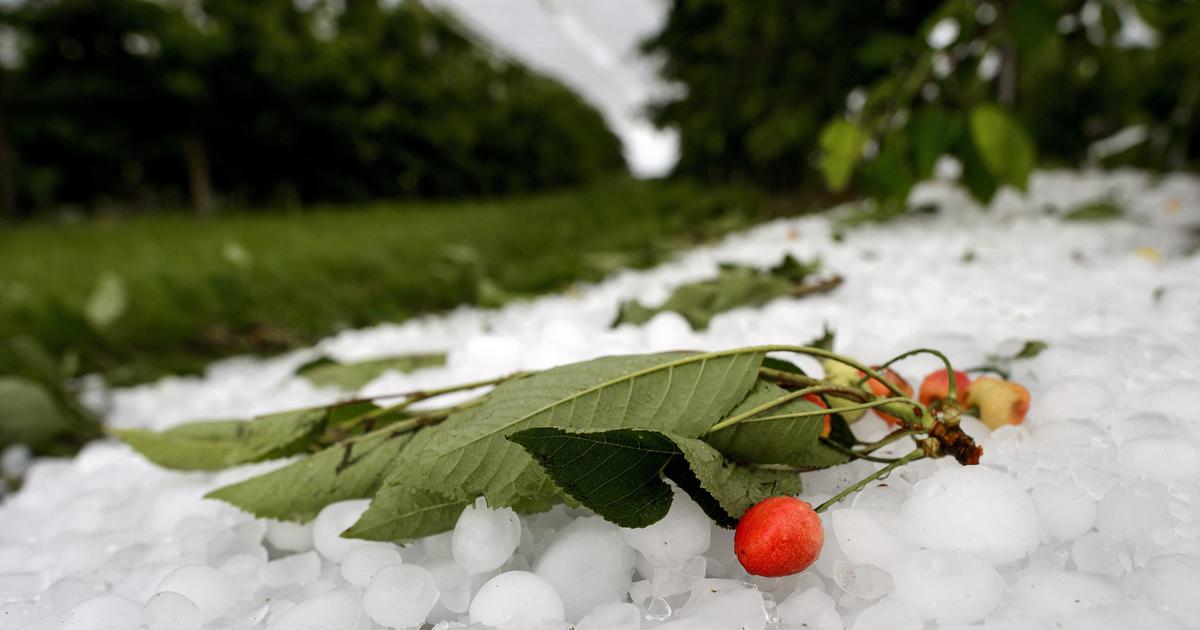 Nič ne bo s češnjami: Toča opustošila Goriška brda
