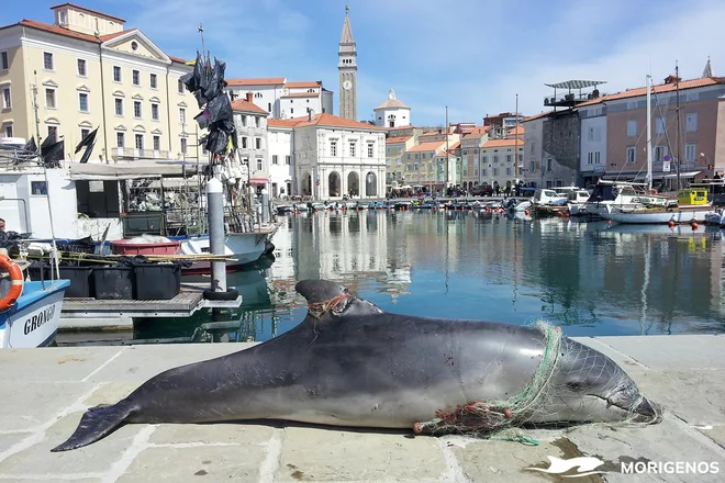 Vsako truplo, ki ga naplavi na obalo, nosi zgodbo o bolečini in nasilju. FOTOGRAFIJE: Morigenos