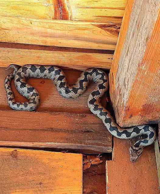 Domačin je iz bivaka odstranil samico modrasa, da je drugi ne bi pokončali. FOTO: Edvard Pufler