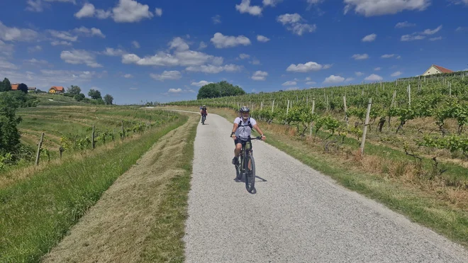 Na Ptujskem Vrhu med vinogradi