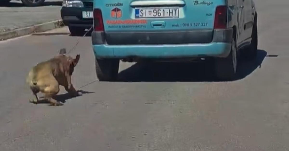 Video iz Šibenika: lastnik z avtom vlekel psa po asfaltu