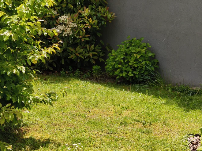 Zumiranje s xiaomijem 17T5x povečava FOTO: Staš Ivanc