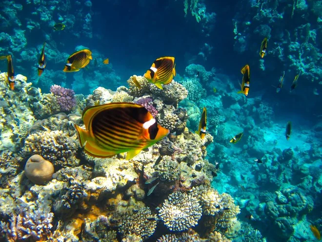 Za ribiče, ki bodo pomagali ukrotiti invazijo rib napihovalk, so pripravili vladne subvencije. Fotografija je simbolična. FOTO: Shutterstock