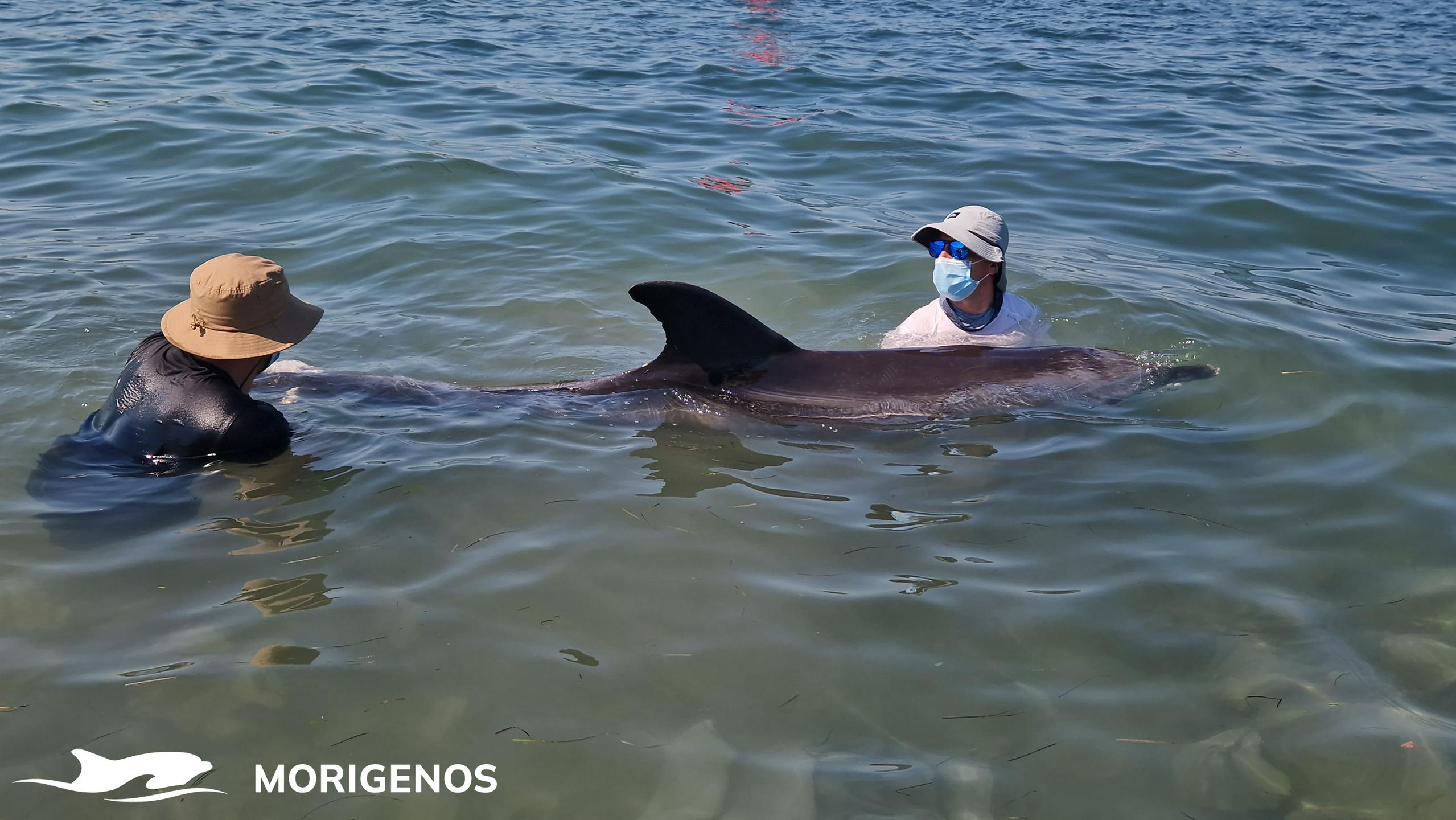 Močno nedohranjena in oslabela delfinka je poginila v naročju raziskovalne ekipe. Foto: Morigenos Močno nedohranjena in oslabela delfinka je poginila v naročju raziskovalne ekipe. Foto: Morigenos