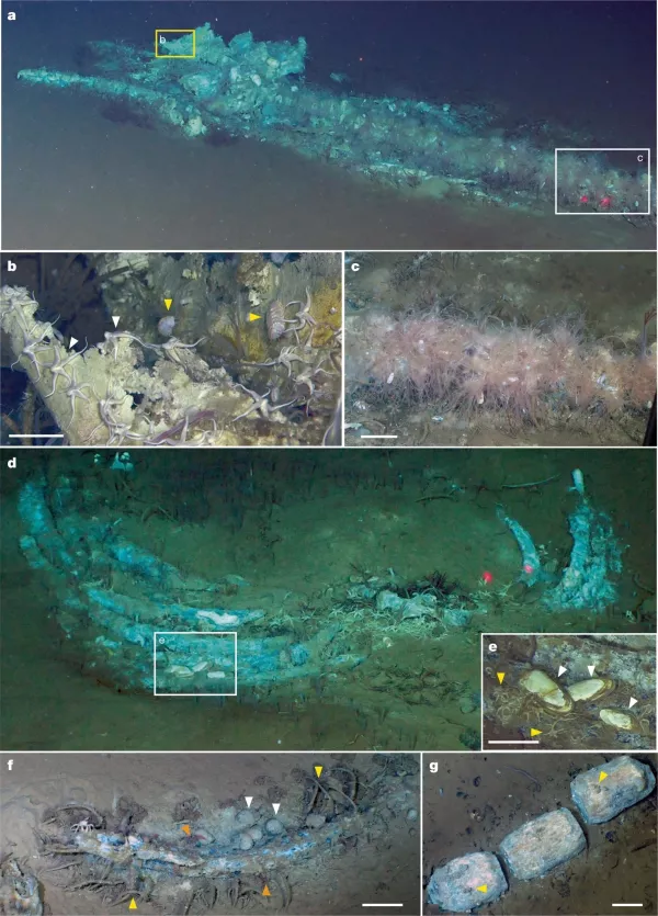 Foto: Peng, X. et al., Nature (2026); doi: 10.1038/s41586-026-10546-z