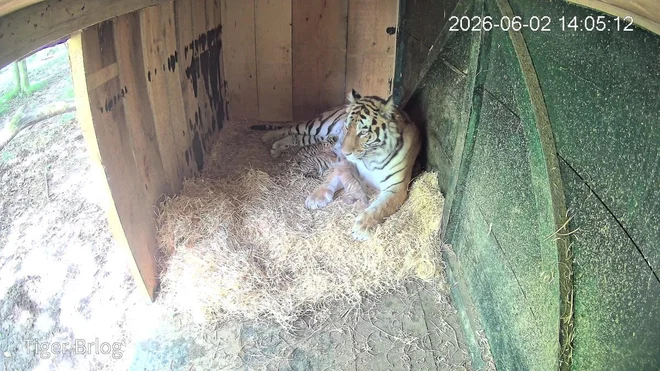 Sibirski tigri so konec maja dobili naraščaj. FOTO: ZOO Ljubljana