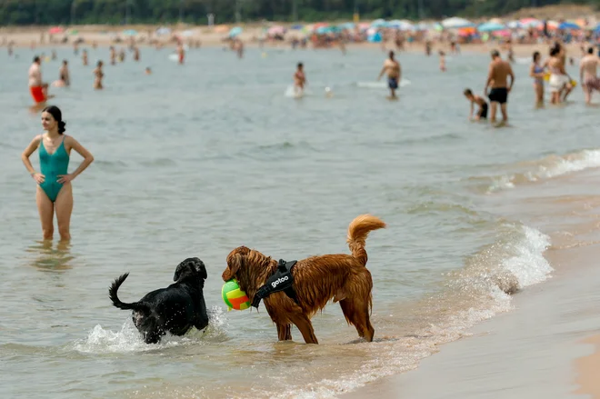 Ponekod so psi na plažah dovoljeni le zgodaj zjutraj ali pozno zvečer. FOTO: Eva Manez/Reuters