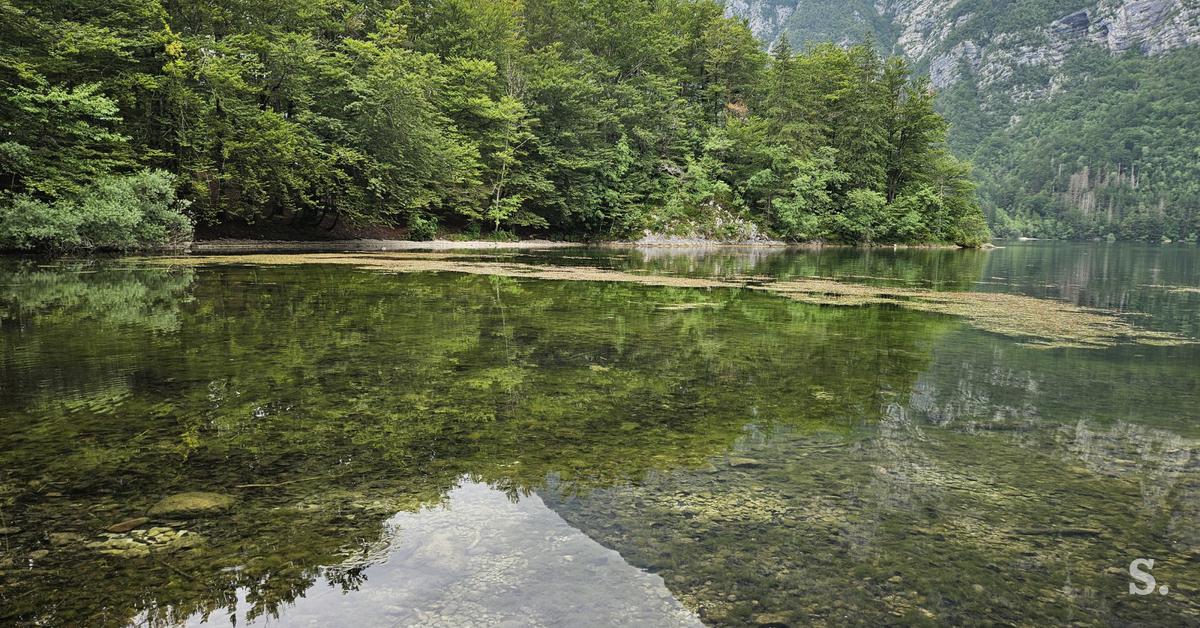 Nacionalni inštitut za biologijo cianobakterije zaznal le v Bohinjskem jezeru