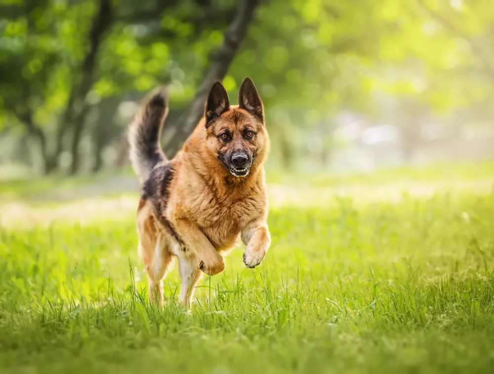 Nemški ovčarji so prav tako omenjeni v statistiki. / Foto: Istock