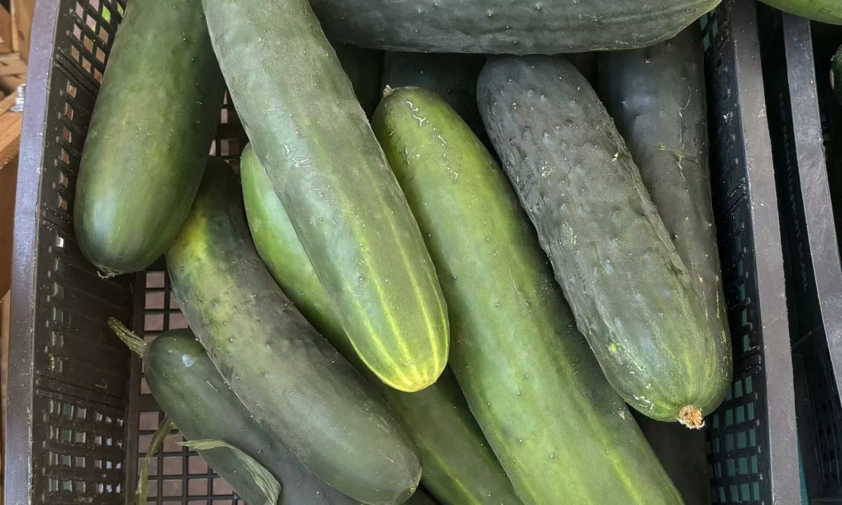 (CENE NA TRŽNICI) Zakaj so nekatere kumare grenke? Odgovor ni tako preprost, kot se zdi