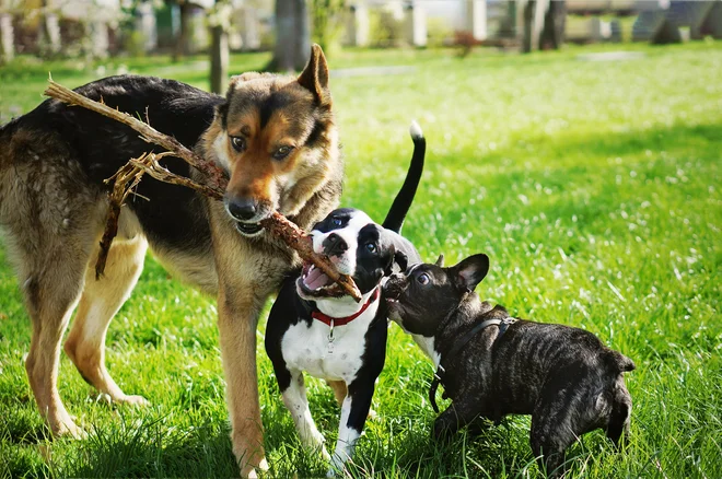 FOTO: Marina Vedernikova Getty Images/iStockphoto