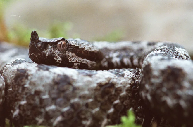 Modras z značilnim rožičkom na glavi Foto: Mavric Pivk
