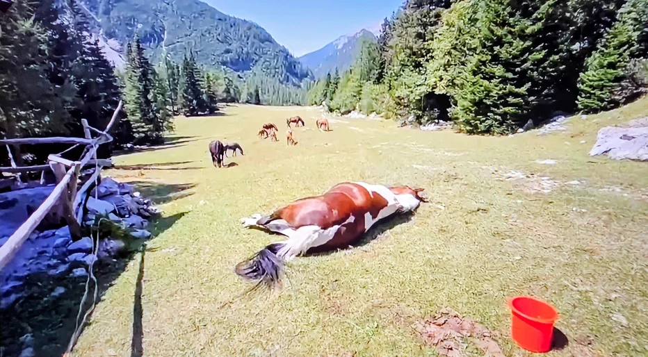 Na Zelenici je zaradi zastrupitve obležala kobila. FOTO: AS Smokuč - Rodine