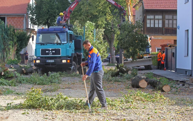 Začetek podiranja drevoreda na Cesti zmage konec avgusta 2017. FOTO: Tadej Regent
