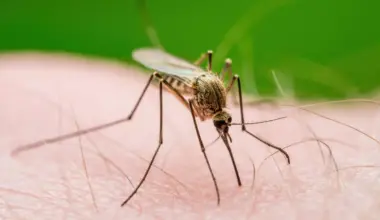 Na Hrvaškem jih zaprašujejo, v Sloveniji prisegamo na preventivo: kdo ima prav?