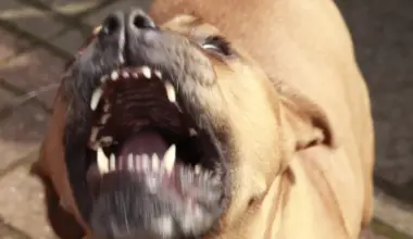 Med tekom jo je napadel pitbull, njegova lastnica pa je vse skupaj ignorirala