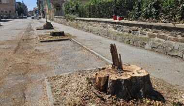 Del Mariborčanov razburil posek kostanjevih dreves na Trubarjevi ulici